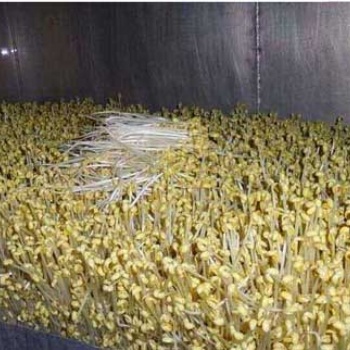江西大型商用豆芽生產(chǎn)線廠家供應