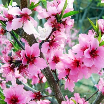 長(zhǎng)沙春游、踏青、植樹賞花就來胖仔農(nóng)莊一日游