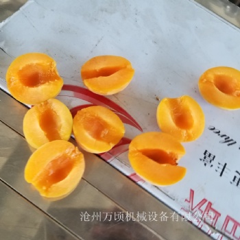 杏子分半機(jī)杏子去核機(jī)杏子核肉分離設(shè)備規(guī)格齊全