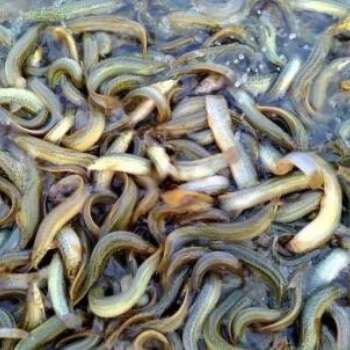 致富商機(jī)就在眼前，選擇湖北漁添下黃骨魚(yú)，泥鰍養(yǎng)殖