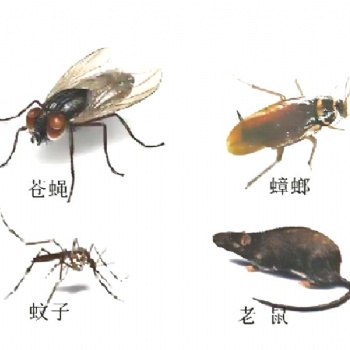 吳中滅鼠|吳中滅蟑螂|吳中滅蚊蠅|吳中滅臭蟲|吳中殺蟲|吳中消殺公司|吳中專業(yè)除四害公司