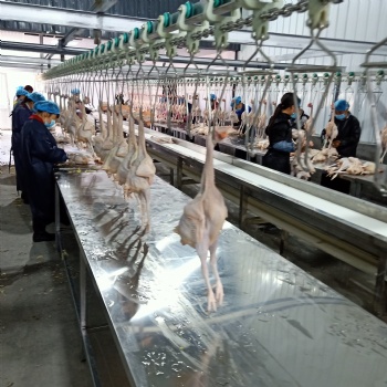 淘汰雞屠宰流水線 大肉雞屠宰生產線定制 家禽屠宰設備圖片