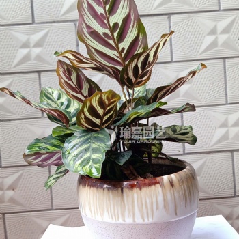 廣州綠植出租，綠植租擺，植物養(yǎng)護(hù)，苗場**，價格實惠！