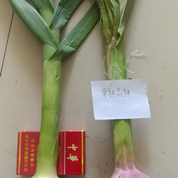 大蒜增產(chǎn)好產(chǎn)品，蒜根福，用三遍增產(chǎn)明顯看的見