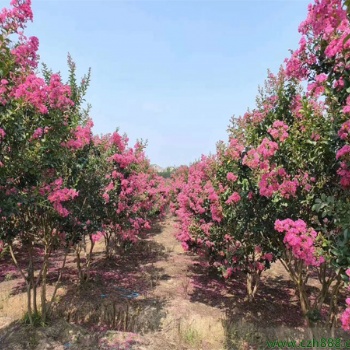 供應(yīng)廣西紫薇紫荊簡(jiǎn)介 玉林紫荊苗紫薇種苗站