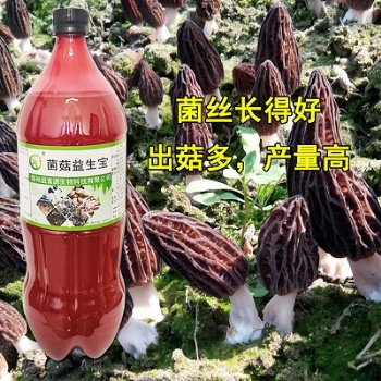 羊肚菌增產增收專用肥益富源菌菇益生寶效果好
