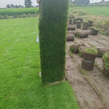四川草坪種植基地_臺灣草批發(fā)_臺灣二號草坪價格_供應細葉結縷草_暖季草坪_耐踩踏_公園草坪_禾潤花卉
