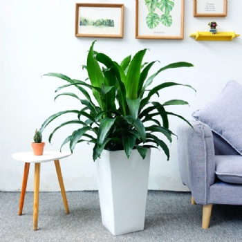 廣州綠植出租，設(shè)計擺放，花卉種植養(yǎng)護(hù)一步到位。