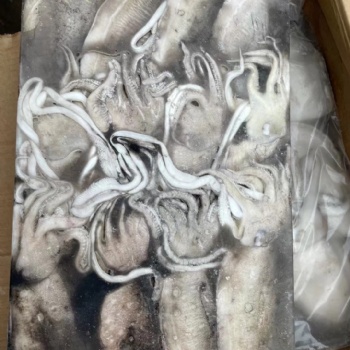 進(jìn)口巴基斯坦凍墨魚(yú)**資料及注意事項(xiàng)