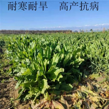 食葉草種子產量高達15噸，播種當月就能收割，一次播種可穩定高產25年