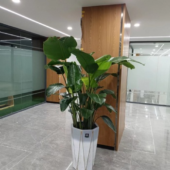 鮮花綠植租擺、辦公室綠植設(shè)計、寫字樓綠植租擺開荒保
