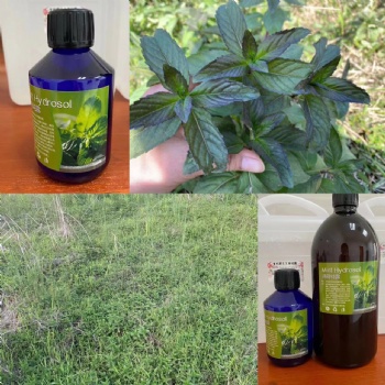 野外野生有機胡椒薄荷新鮮枝條 椒樣薄荷歐薄荷純露精油原材料批發