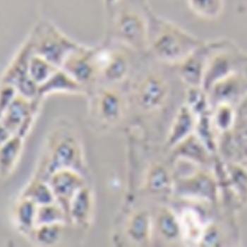 Neuro-2a+Luc 小鼠腦神經瘤細胞熒光素酶標記
