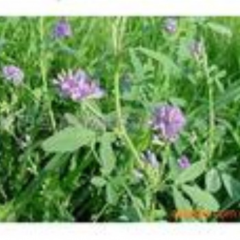 紫花苜蓿種子批發(fā)紫花苜蓿種子批發(fā)
