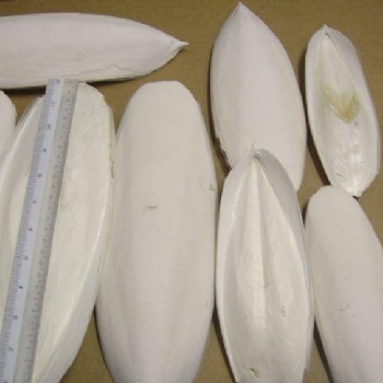 墨魚(yú)骨進(jìn)口**進(jìn)口墨魚(yú)骨報(bào)關(guān)行