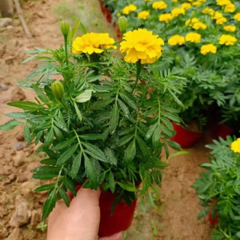 張家口草花批發基地，街道綠化批發時令花卉，孔雀草批發價格