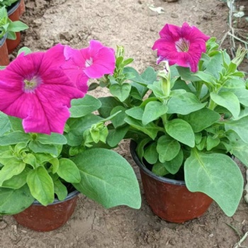 內蒙草花批發基地，呼和浩特宿根花卉基地，四季草花批發矮牽牛